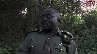 SAFARI IN UGANDA Tracking the Katonga Wildlife Reserves Sitatunga Antelope [upl. by Adnilav]