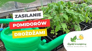 Podlewanie drożdżami pomidorów  Sadzonki pomidorów i papryk – drożdże [upl. by Phylis]