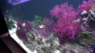 2018 150 Gallon Caribbean Macroalgae saltwater biotope aquarium [upl. by Lezah]