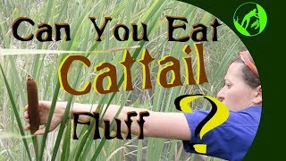 Can you eat cattail fluff [upl. by Llenyaj]