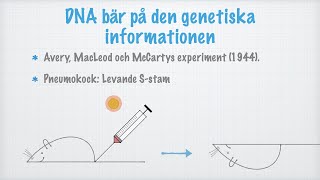 DNA har två funktioner [upl. by Nylareg]