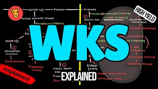 WERNICKEKORSAKOFF SYNDROME Pathogenesis Clinical symptoms Treatment [upl. by Ahsiener]