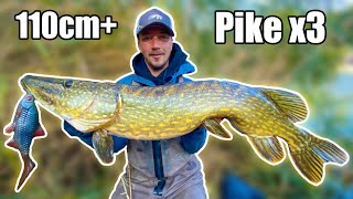 DREAM FISHING Our BEST Pike Fishing in Small River from Shore  Team Galant [upl. by Ylrehc]