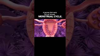 Menstrual Cycle biology menstrualcycle [upl. by Eineeuq]