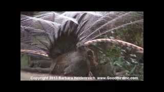 Awesome bird the Lyre Bird mimicking like crazy [upl. by Limbert576]