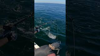 Brutal bluefin tuna action [upl. by Sewole]