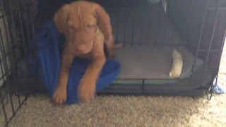 Vizsla Puppy Confinement area setup 7 weeks [upl. by Aimahs]