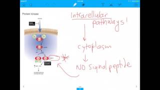 MCAT Question Common Enzymes You Need to Know for the MCAT [upl. by Yna187]