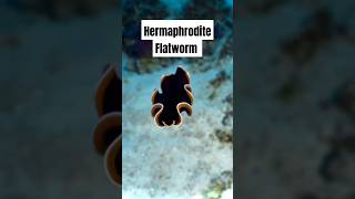 Why These Flatworms Are the Most Unbelievable Creatures on Earth [upl. by Ttocserp]