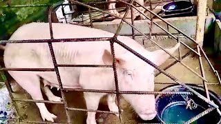 Two Female Pigs in Their Cages  Pigpen Life in the Philippines youtube trending animals [upl. by Lyndy]