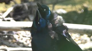 Common grackle bird call sounds and courtship display [upl. by Eesac]