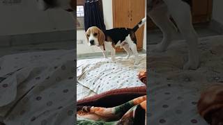 ytshorts trending beagle cute petsvlog dogs doglover babybeagle [upl. by Yknip15]