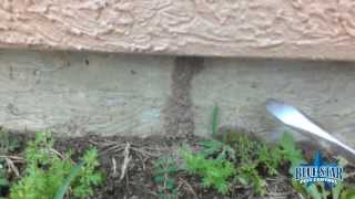 Conducive conditions with Termites getting into a home [upl. by Abrahamsen]