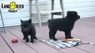 Adorable Schipperke Puppies [upl. by Lerrud]