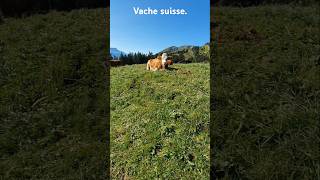 Magnifique vache suisse 🇨🇭🇨🇭 foryou vaches viralvideo [upl. by Aihtela]