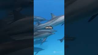 3 most intelligent animals in the world youtubeshorts fyp animalfacts facts [upl. by Lipfert]