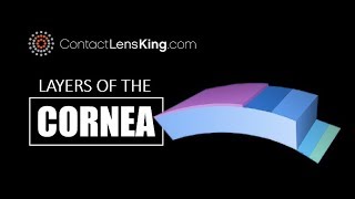 The Layers of the Cornea  How Does the Cornea Work or Function [upl. by Radec306]