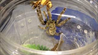 Tarantula Feeding Video 1 Scorpions Included [upl. by Nauqed104]