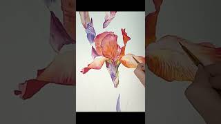 Timelapse drawing Lilac irises flowers in watercolor painting timelapspainting art creation [upl. by Alena50]