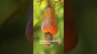 CASHEW FRUIT in Brazilian Culture brazil [upl. by Allyson]