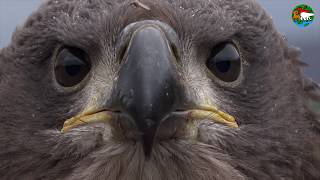 Орлан Самая большая птица плато Путорана  WhiteTailed Eagle The Biggest Bird on Putorana Plateau [upl. by Even]