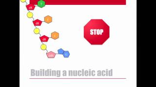 Dideoxy DNA Sequencing [upl. by Peednus168]