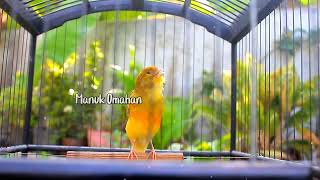 Canary song for mating training of beautiful Belgian canaries 152 [upl. by Thomasa]