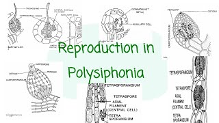 Reproduction in Polysiphonia । Bsc 1st year [upl. by Eade]