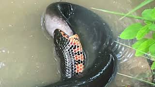 Amphiuma vs Mud Snake [upl. by Ennovyhc251]