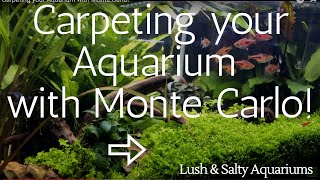 Carpeting your Aquarium with Monte Carlo [upl. by Anilet944]