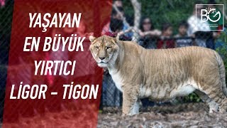 Yaşayan En Büyük Yırtıcı  Liger ve Tigon [upl. by Gobert]