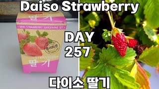 다이소 딸기 키우기  How To Grow Strawberry Seed Packet [upl. by Wende]