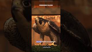 Peregrine falcon  This bird is hunter science sciencefacts facts peregrine indiafactfile [upl. by Ennagrom]