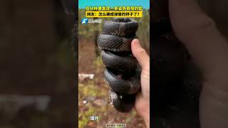 সাপটি দেখুন 😱 Black Snake on the World 😱 snake shorgadgets viralvideo [upl. by See728]