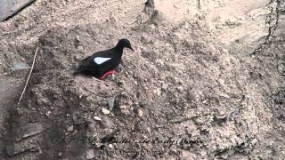 Black Guillemots Cepphus grylle swimming feeding flying [upl. by Zipporah]