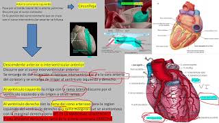 circulacion coronaria [upl. by Toll458]