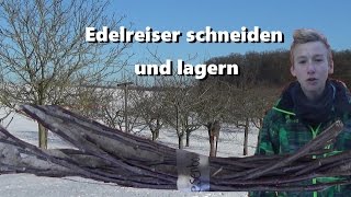 Edelreiser richtig schneiden und lagern [upl. by Domingo491]