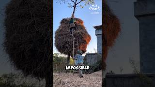 Why Wrap Trees with Rice Straw [upl. by Notlrak]