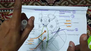 MidBrain Section at superior colliculus level [upl. by Gnahc755]