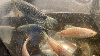 Gourami update showing habitat that keeps them from killing each other 7year track record [upl. by Lleon318]