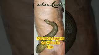 Leech therapy for vericose veinBest treatment for vericose vein  Leech therapy videos [upl. by Ellesij976]