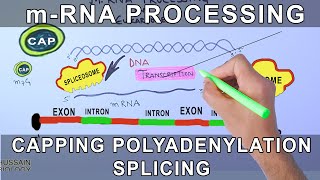 Overview of mRNA Processing in Eukaryotes [upl. by Kostman]