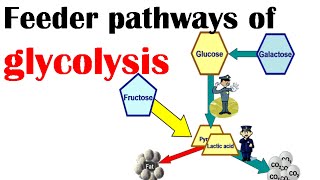 Feeder pathways of glycolysis [upl. by Etam784]