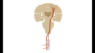 Diagnosing amyotrophic lateral sclerosis ALS [upl. by Ayoj]