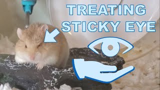 Treating a Hamsters Sticky Eye at Home [upl. by Melquist53]