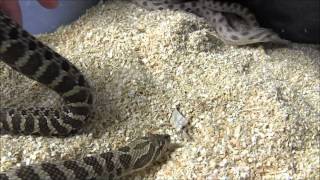 Adult Western Hognose Snakes [upl. by Nylyahs89]