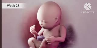 Third Trimester Pregnancy 3rd trimester pregnancy 3rd Trimester Animated video [upl. by Reiser]