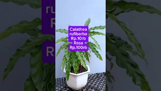 Calathea ruffibarba cuma 10 rb [upl. by Sliwa91]