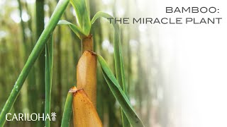 Bamboo The Miracle Plant [upl. by Leahciam]