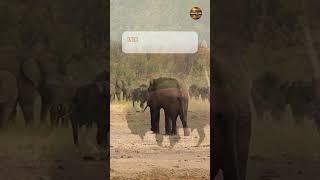 Kruger National Park shorts travel krugernationalpark [upl. by Ahsiuqram]